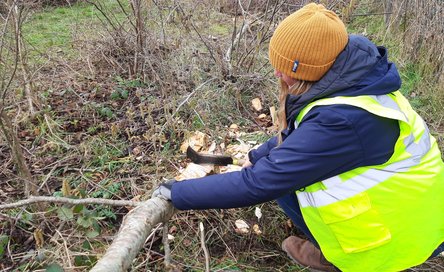 Hedge laying