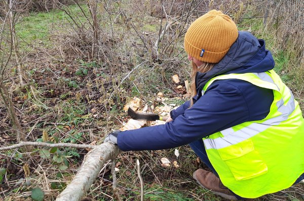 Hedge laying