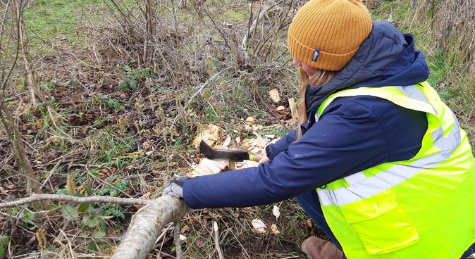 Hedge laying