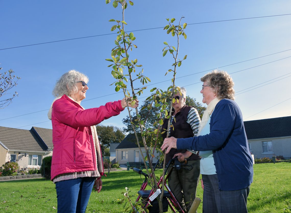 community-standards-gallery-tree
