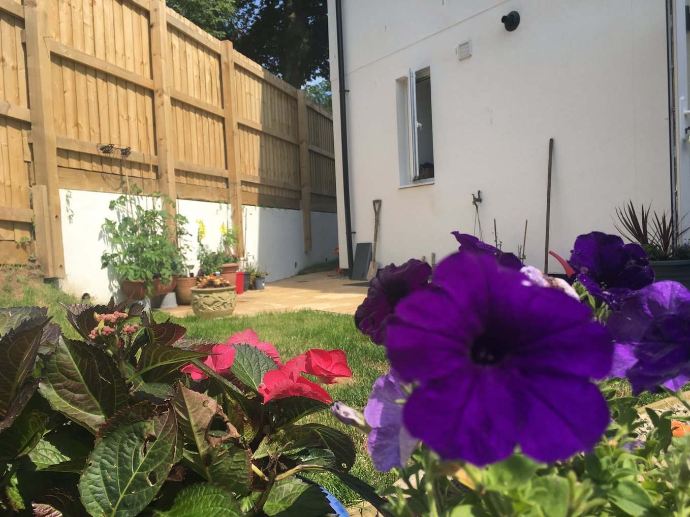Flowers in garden