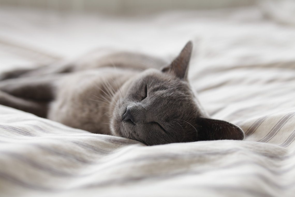 permission-gallery-cat