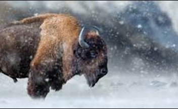buffalo