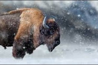 buffalo