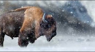 buffalo