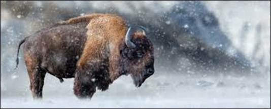 buffalo