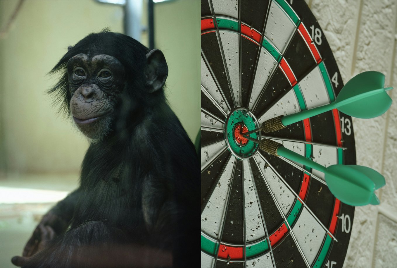 chimp darts