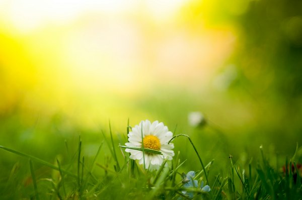 my-garden-daisy-hero