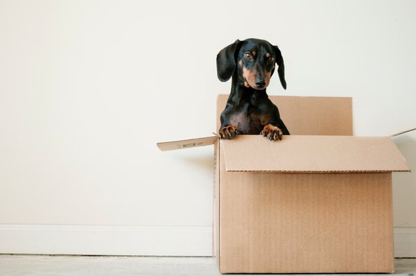 dog in box hero