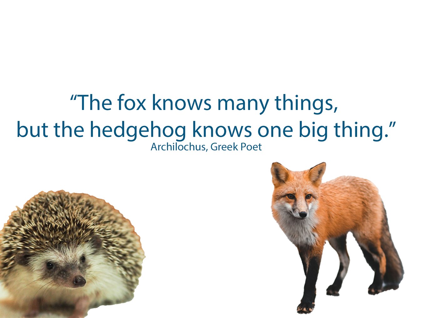 fox hedgehog