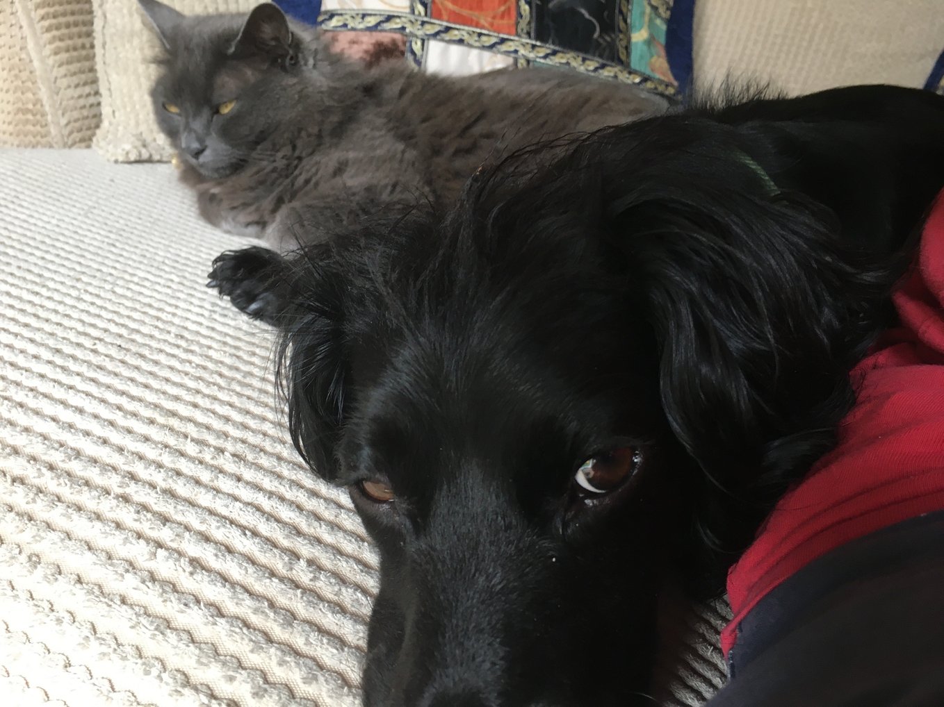 maggie and bubbles the cats