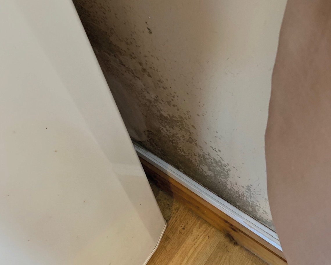 damp-mould-gallery-wall