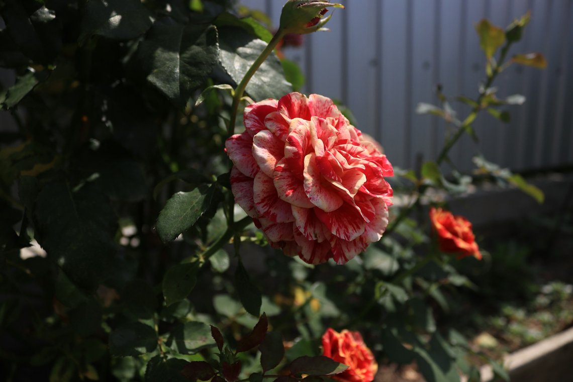 my-garden-rose