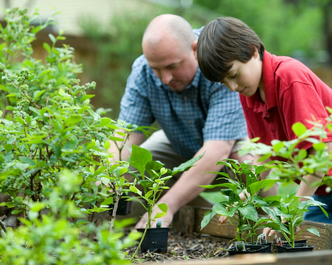 my-garden-vegetables